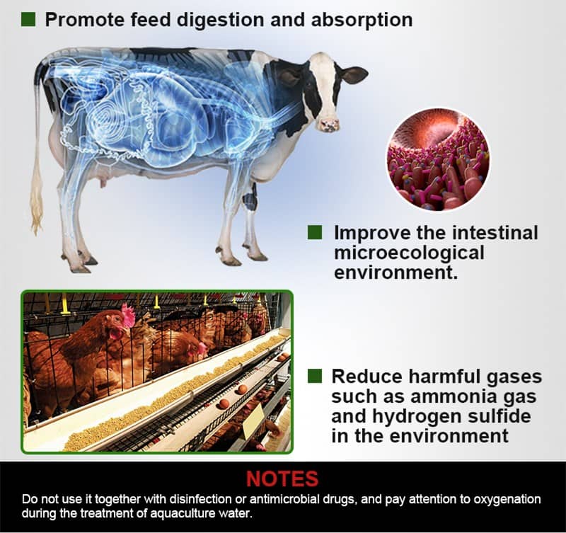 bacillus coagulans