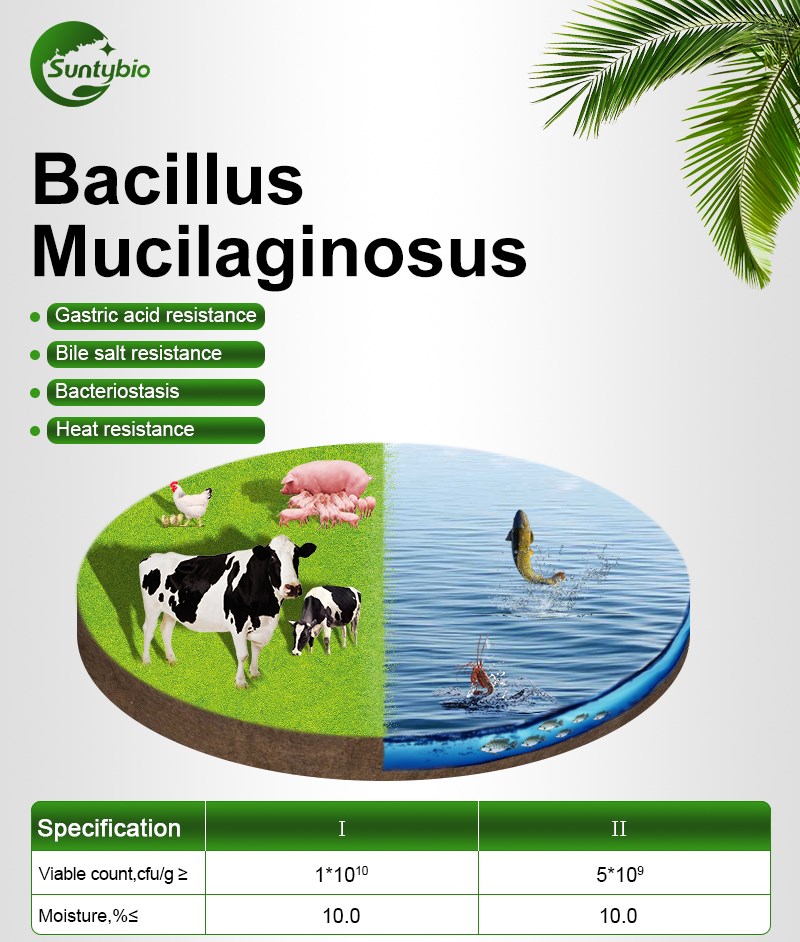 Bacillus Mucilaginosus