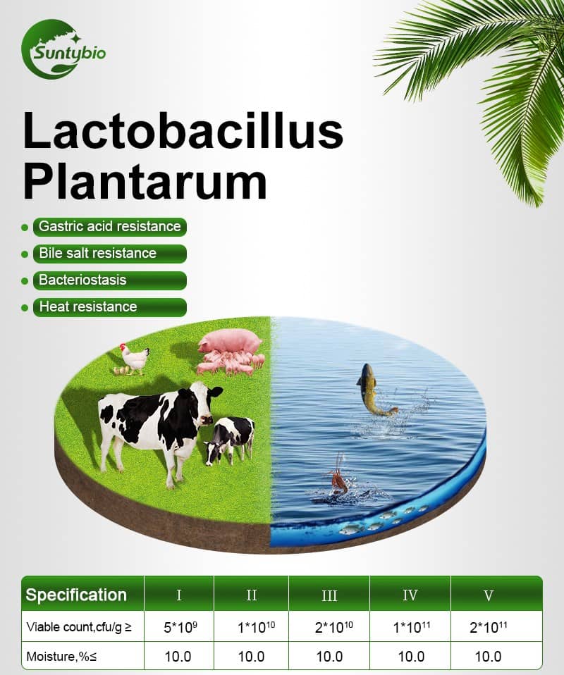 Lactobacillus plantarum