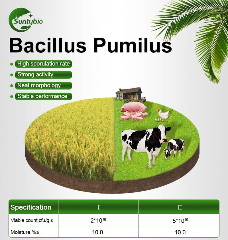 bacillus pumilus