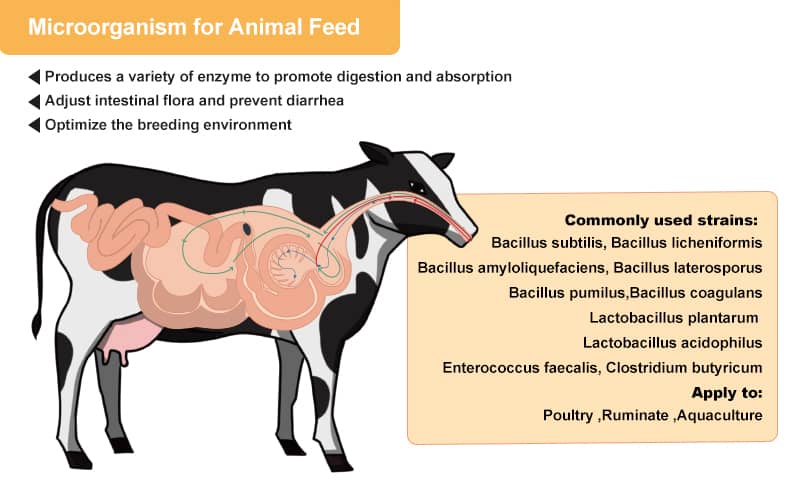 animal probiotics