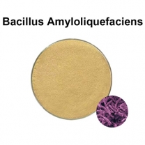 Bacillus Amyloliquefaciens