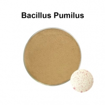 Bacillus Pumilus