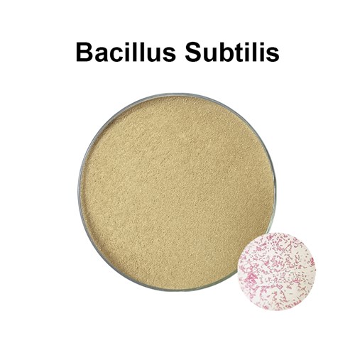 Bacillus Probiotics Bacillus subtilis is a microorganism for animal gut health
