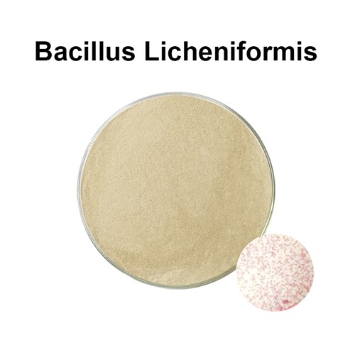 Bacillus Licheniformis probiotics 100 billion probiotic supplement              