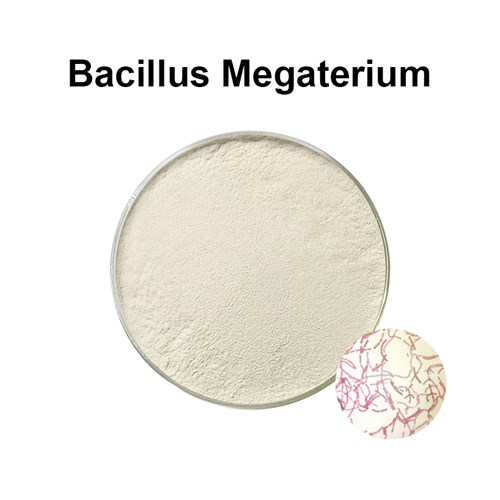 Bacillus megaterium is probiotic for animal health and agricultural probiotics 