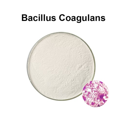 Bacillus coagulans B coagulans bacillus coagulans probiotic powder              