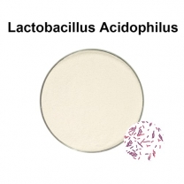 Lactobacillus plantarum