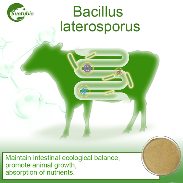 Bacillus Laterosporus