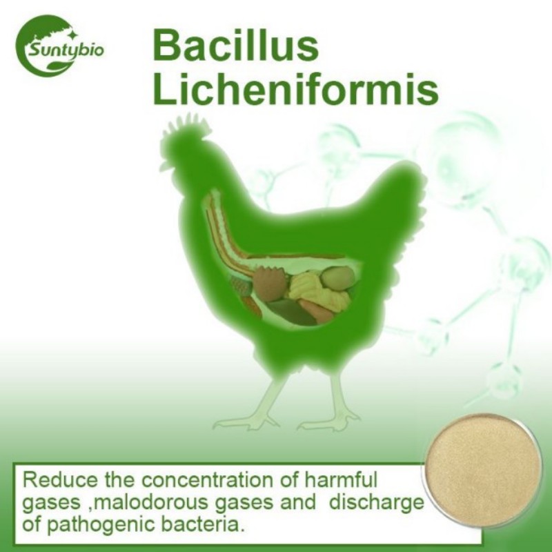 Best Probiotic For Chickens