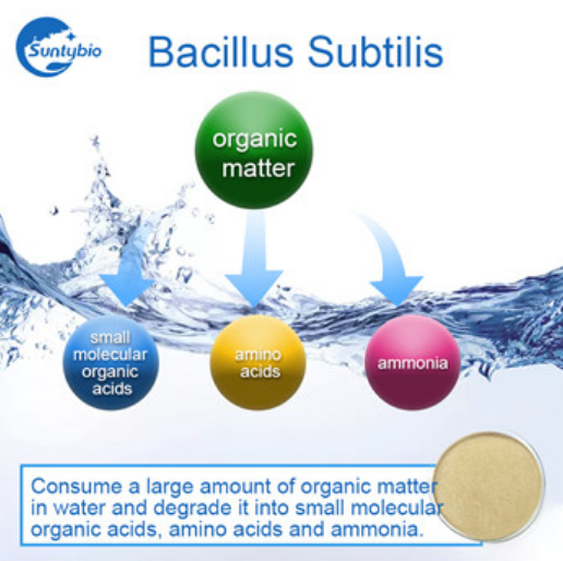 Bacillus subtilis Probiotics
