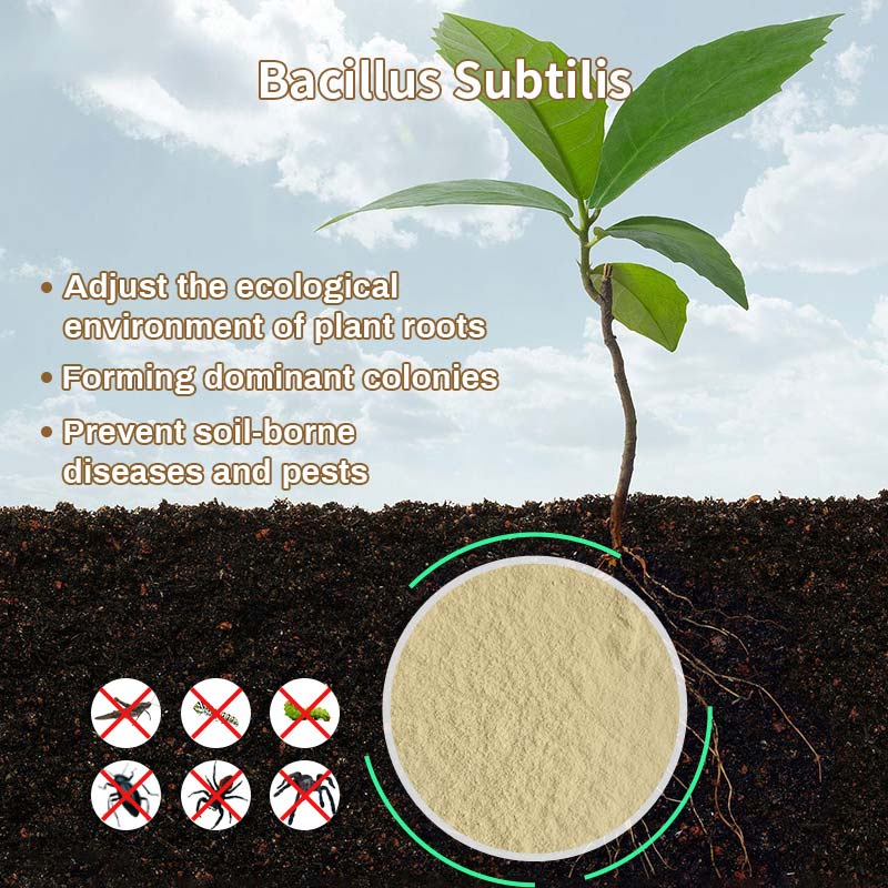 The use of Bacillus subtilis in crops