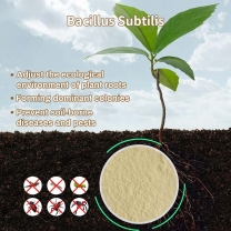 The function of Bacillus subtilis is to regulate gut microbiota and inhibit bact