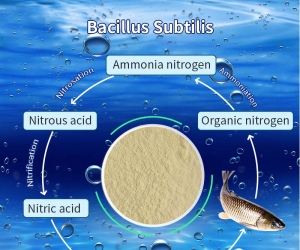 Bacillus subtilis is a bacterium, but it can kill fungi, promote growth, and imp