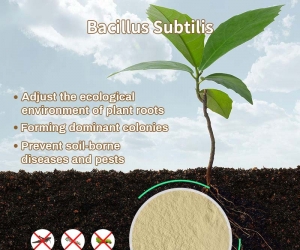 The function of Bacillus subtilis is to regulate gut microbiota and inhibit bact