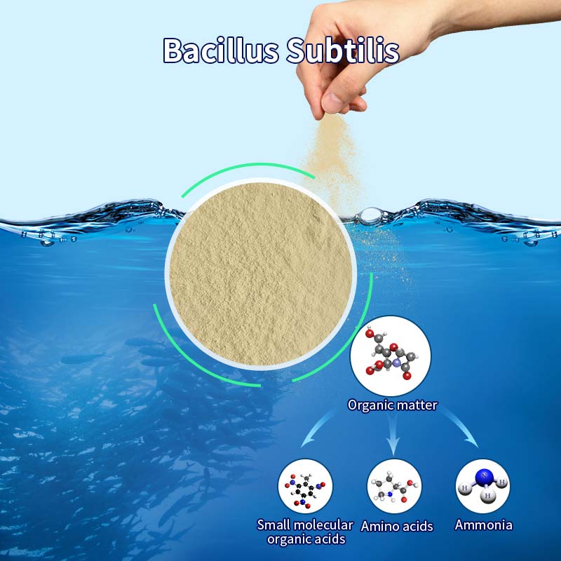 The effect of Bacillus subtilis on water purification