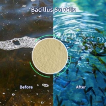 The role of Bacillus subtilis in aquaculture