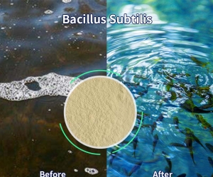 The role of Bacillus subtilis in aquaculture
