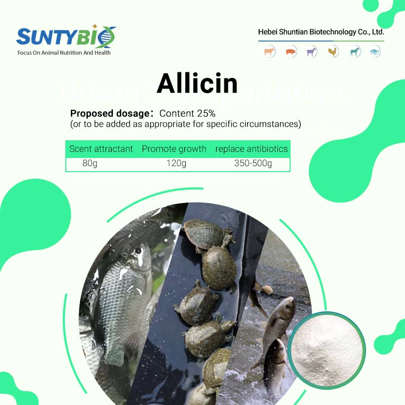 The efficacy and role of allicin in aquaculture