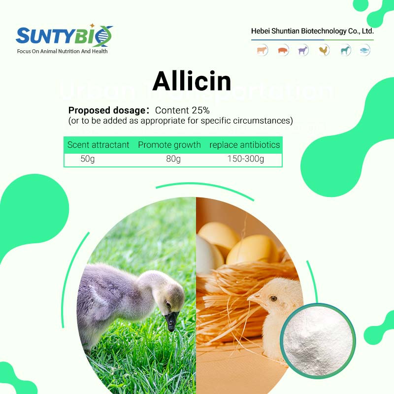 The effect of allicin on poultry