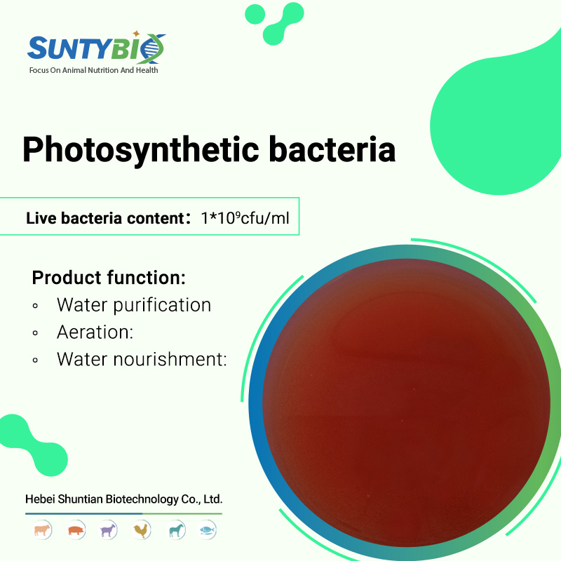 The role of photosynthetic bacteria