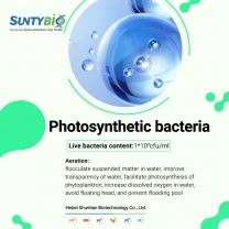 Usage of Photosynthetic Bacteria in Shrimp Ponds