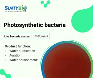The role of photosynthetic bacteria