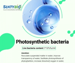 Usage of Photosynthetic Bacteria in Shrimp Ponds