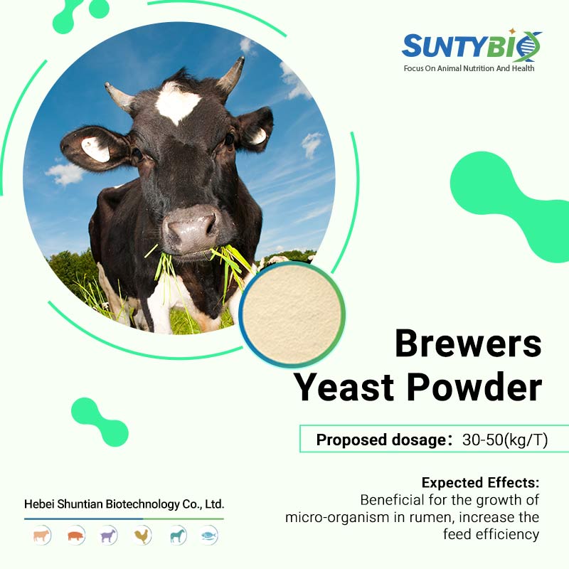 The function of beer yeast powder for feed