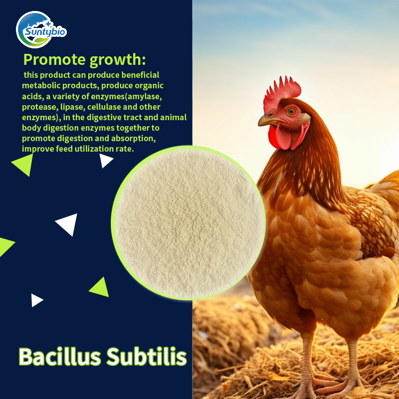 The role of Bacillus subtilis in laying hens breeding