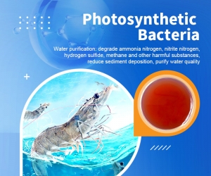 What are the benefits of using photosynthetic bacteria in aquaculture technology