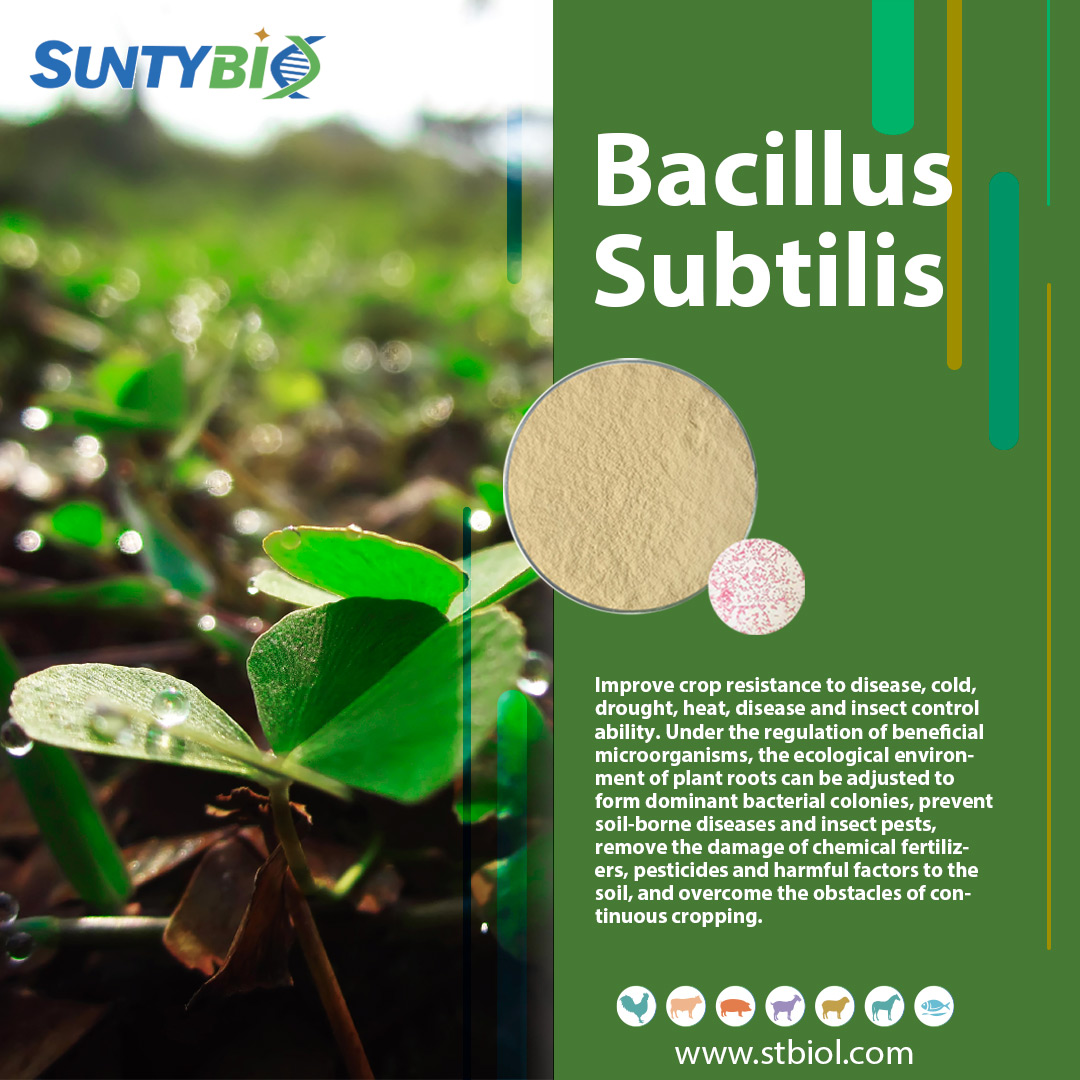 The effect of Bacillus subtilis on plants