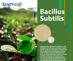 Three major biological sterilization effects of Bacillus subtilis