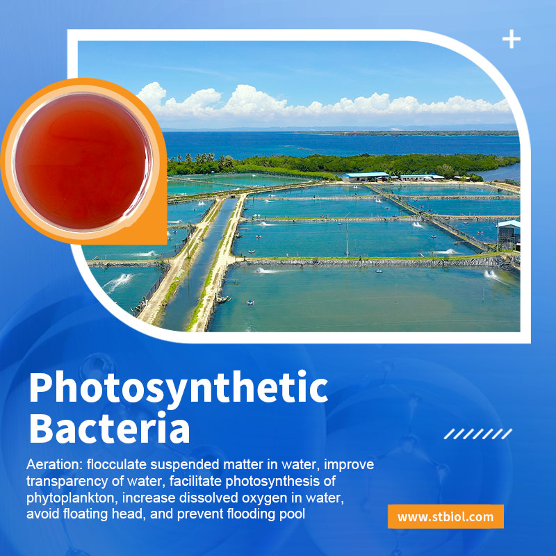 The application of microbial agents in aquaculture