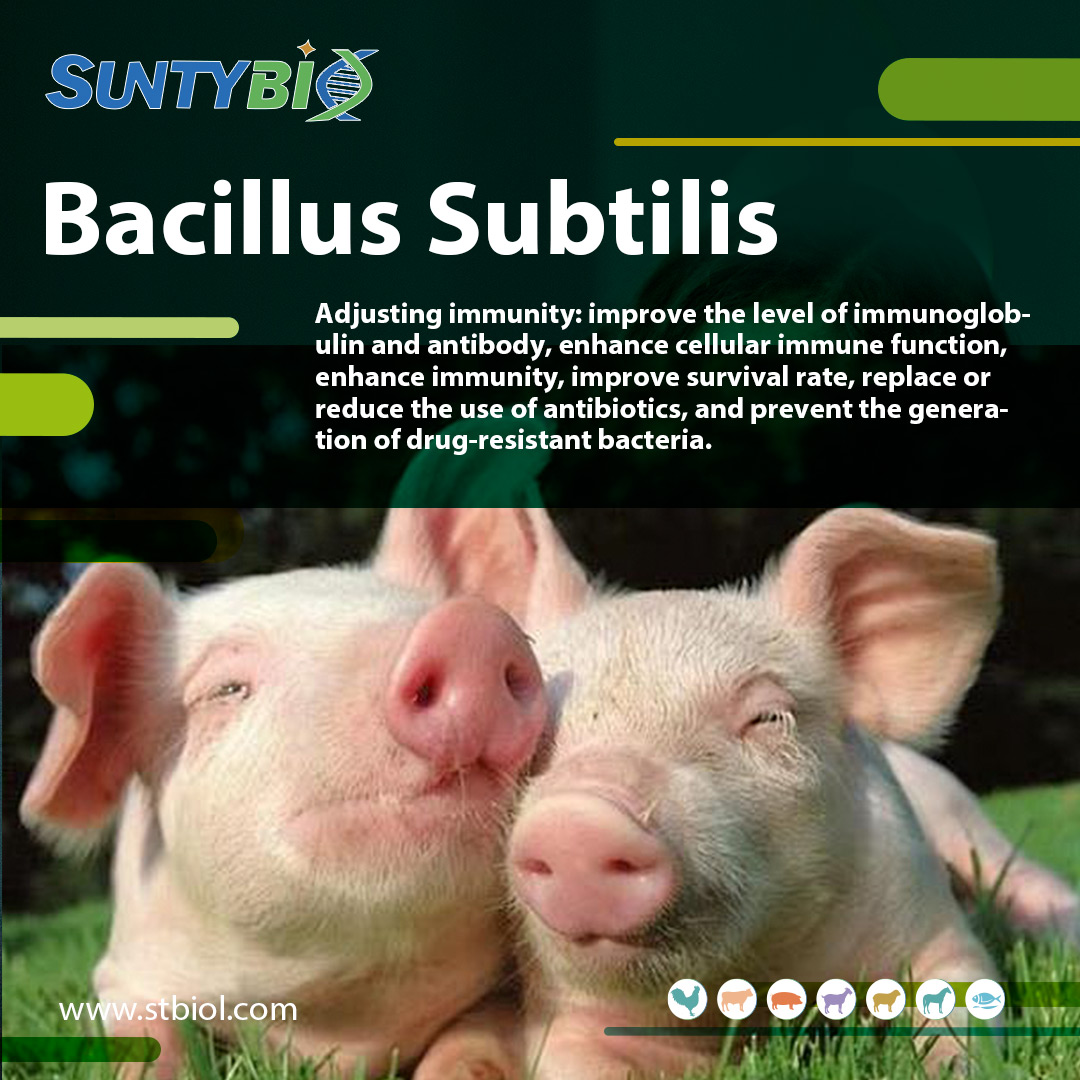The addition of Bacillus subtilis can reduce the probability of animals getting 