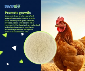 The application effect of Bacillus subtilis on poultry