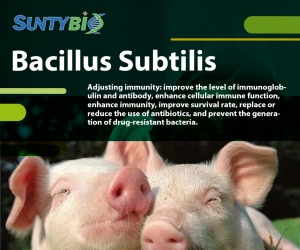 The application effect of Bacillus subtilis in pig production
