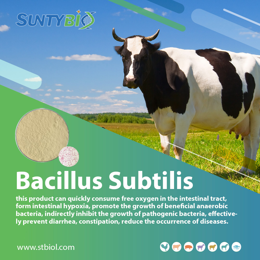 Application effect of Bacillus subtilis on ruminant production