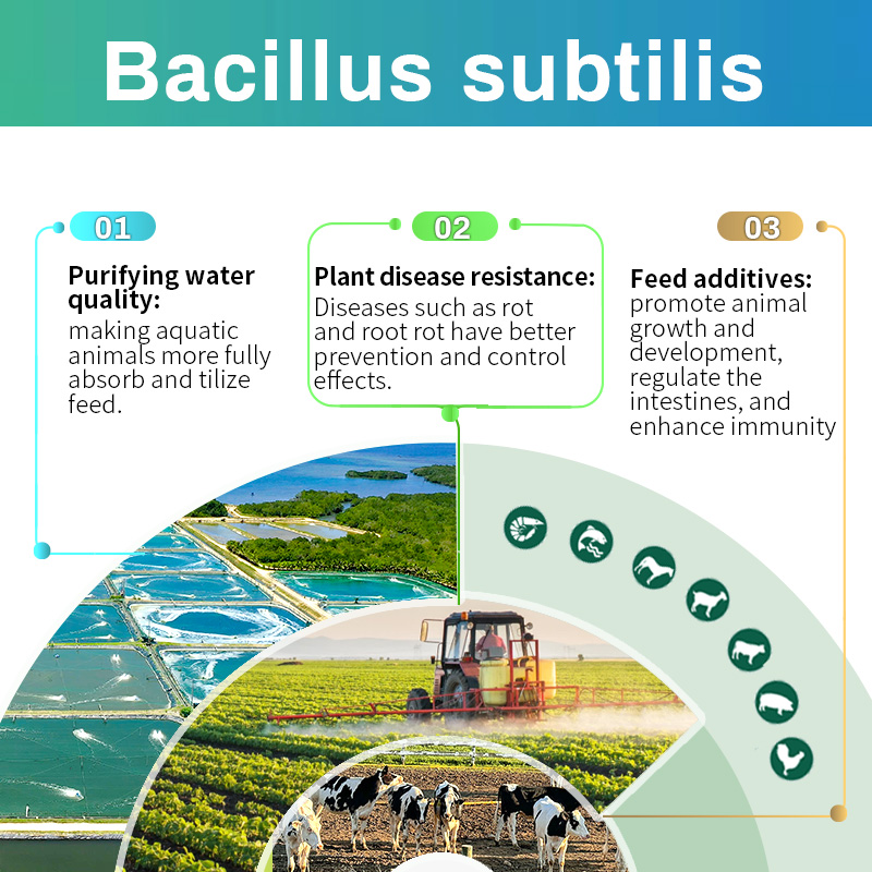 The main functions of Bacillus subtilis