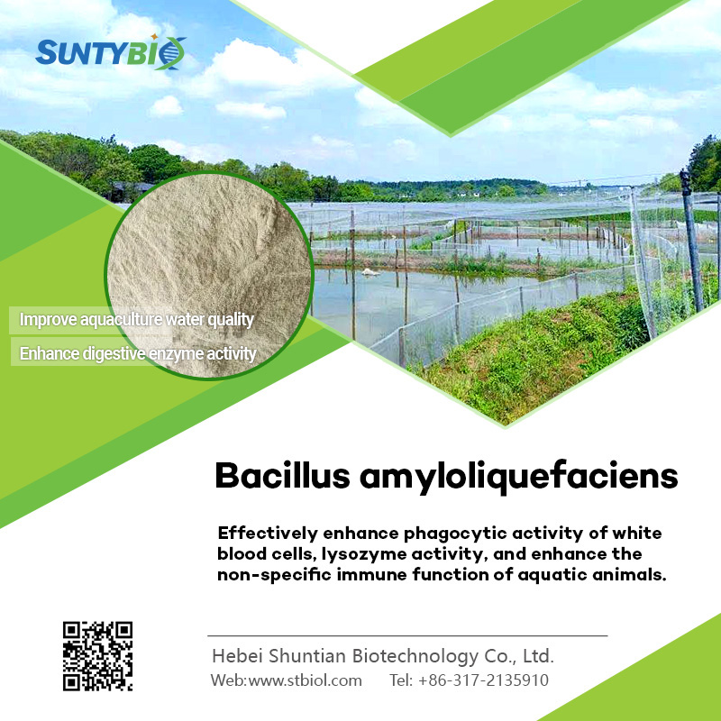 The effect of Bacillus amyloliquefaciens on crops