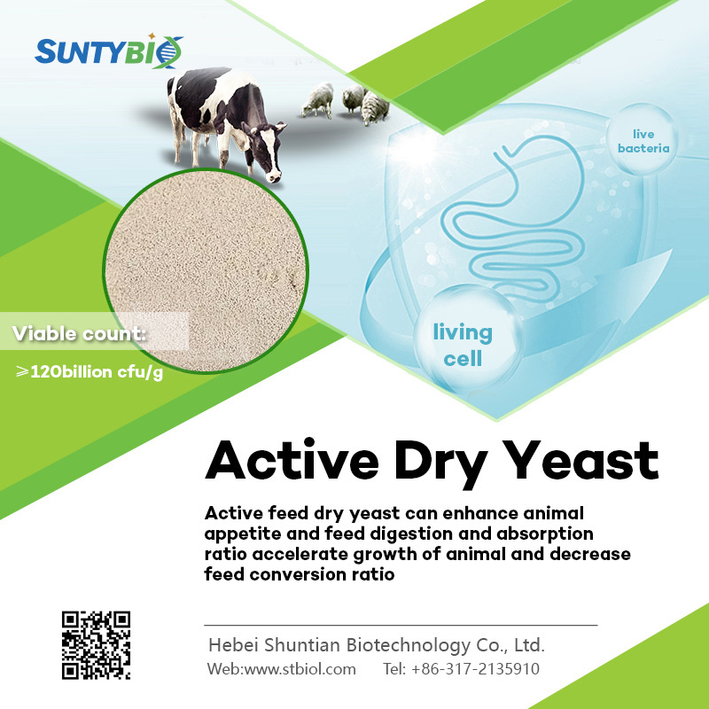 The benefits of feeding highly active dry yeast in animal production