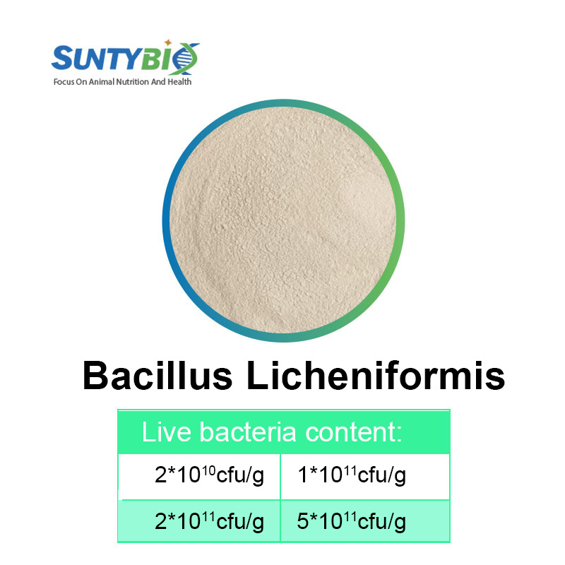 The role of Bacillus licheniformis in fertilizers