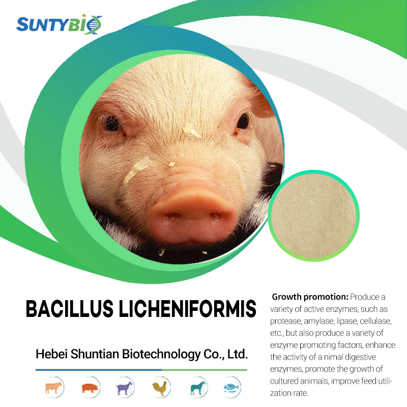 What are the roles played by Bacillus licheniformis in animal feed?