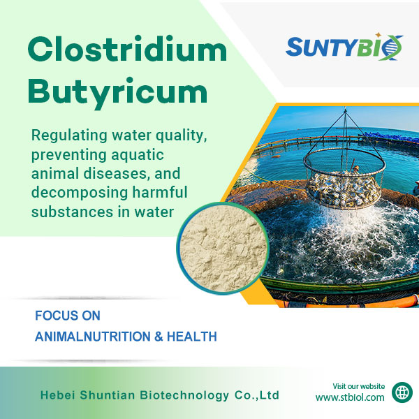 The use of Clostridium butyricum in aquaculture