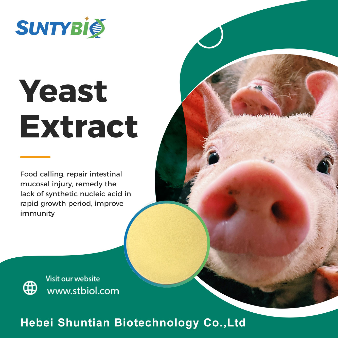 Probiotic yeast improves animal intestinal digestion