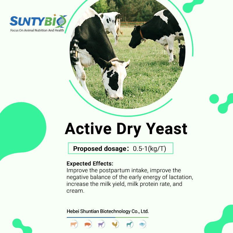 The important role of active dry yeast in dairy and beef cattle breeding