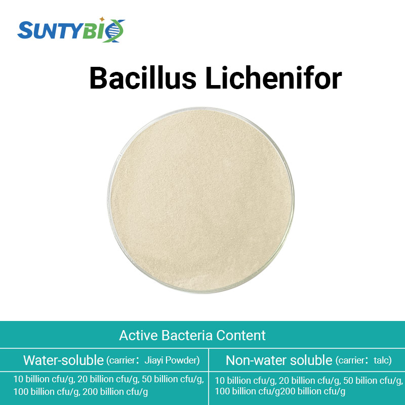 Bacillus Licheniformis