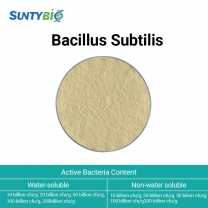 Bacillus subtilis