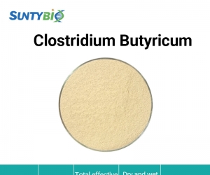 Detailed introduction to the function of Clostridium butyricum