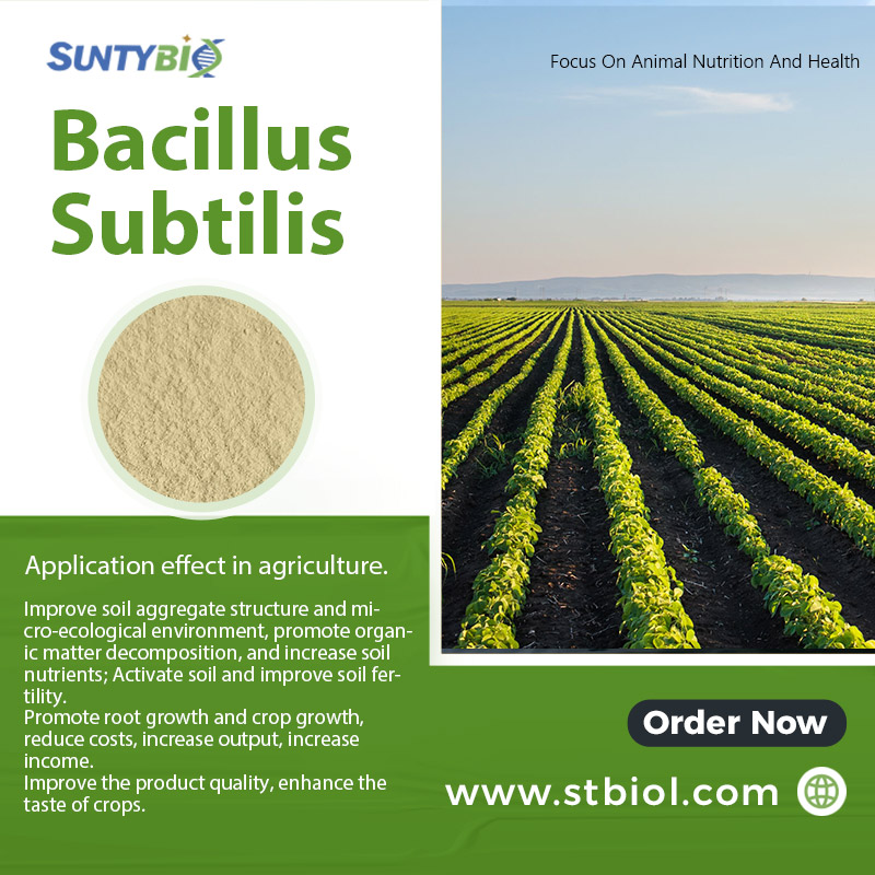 How to make wheat grow better, the benefits of adding Bacillus subtilis